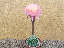 Echinopsis hybrid , květináč 5,5 cm - 12415055