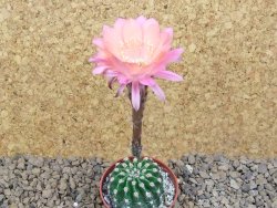 Echinopsis hybrid , květináč 5,5 cm - 12415056