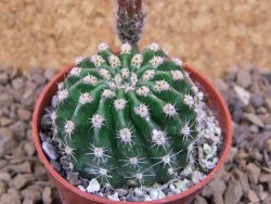 Echinopsis hybrid , květináč 5,5 cm - 12415057