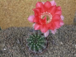 Echinopsis hybrid , květináč 5,5 cm - 12415073