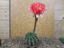Echinopsis hybrid , květináč 5,5 cm - 12415075