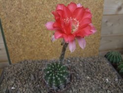 Echinopsis hybrid , květináč 5,5 cm - 12415076