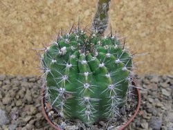 Echinopsis hybrid , květináč 5,5 cm - 12415077