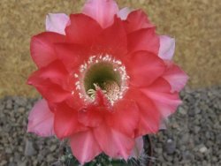 Echinopsis hybrid , květináč 5,5 cm - 12415079