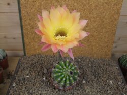 Echinopsis hybrid , květináč 9 cm - 12415082
