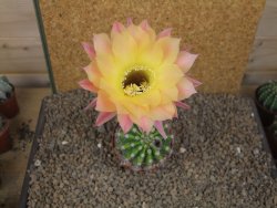 Echinopsis hybrid , květináč 9 cm - 12415083