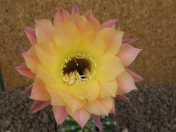 Echinopsis hybrid , květináč 9 cm - 12415087