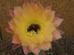 Echinopsis hybrid , květináč 9 cm - 12415088