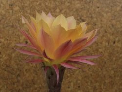 Echinopsis hybrid , květináč 9 cm - 12415089