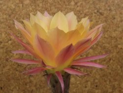 Echinopsis hybrid , květináč 9 cm - 12415090