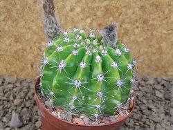 Echinopsis hybrid , květináč 9 cm - 12415091