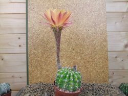 Echinopsis hybrid , květináč 9 cm - 12415092