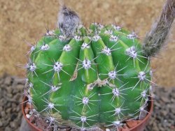 Echinopsis hybrid , květináč 9 cm - 12415093