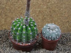 Echinopsis hybrid , květináč 9 cm - 12415094