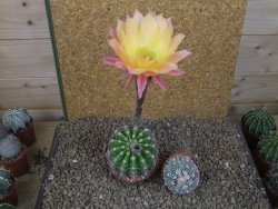 Echinopsis hybrid , květináč 9 cm - 12415095