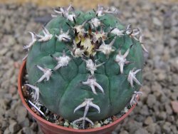 Gymnocalycium spegazzinii unguispinum SL 44b, 5,5 cm květináč - 12415096