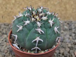 Gymnocalycium spegazzinii unguispinum SL 44b, 5,5 cm květináč - 12415097