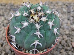 Gymnocalycium spegazzinii unguispinum SL 44b, 5,5 cm květináč