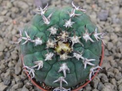 Gymnocalycium spegazzinii unguispinum SL 44b, 5,5 cm květináč - 12415099