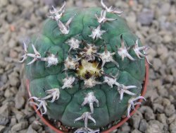 Gymnocalycium spegazzinii unguispinum SL 44b, 5,5 cm květináč - 12415100