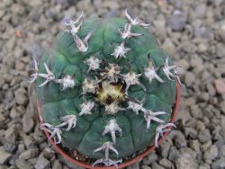 Gymnocalycium spegazzinii unguispinum SL 44b, 5,5 cm květináč - 12415101