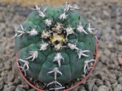 Gymnocalycium spegazzinii unguispinum SL 44b, 5,5 cm květináč - 12415102