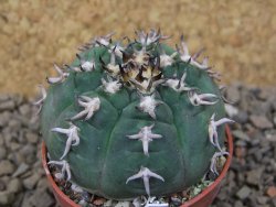 Gymnocalycium spegazzinii unguispinum SL 44b, 5,5 cm květináč - 12415103