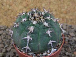 Gymnocalycium spegazzinii unguispinum SL 44b, 5,5 cm květináč - 12415104