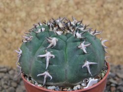 Gymnocalycium spegazzinii unguispinum SL 44b, 5,5 cm květináč - 12415105