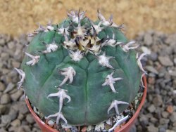 Gymnocalycium spegazzinii unguispinum SL 44b, 5,5 cm květináč - 12415106