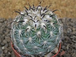 Coryphantha kracikii Diamante, Dur. květináč 5,5 cm
