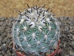 Coryphantha kracikii Diamante, Dur. květináč 5,5 cm - 12415123