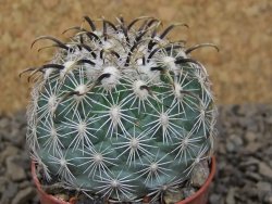Coryphantha kracikii Diamante, Dur. květináč 5,5 cm - 12415124