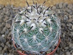Coryphantha kracikii Diamante, Dur. květináč 5,5 cm - 12415125