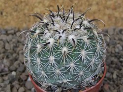 Coryphantha kracikii Diamante, Dur. květináč 5,5 cm - 12415126