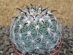 Coryphantha kracikii Diamante, Dur. květináč 5,5 cm - 12415127