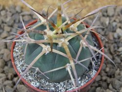 Gymnocalycium armatum , 5,5 cm květináč