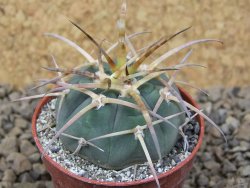 Gymnocalycium armatum , 5,5 cm květináč - 12415133
