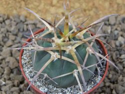 Gymnocalycium armatum , 5,5 cm květináč - 12415134
