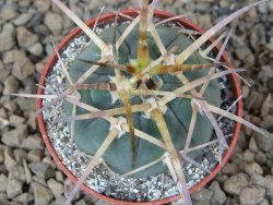 Gymnocalycium armatum , 5,5 cm květináč - 12415135