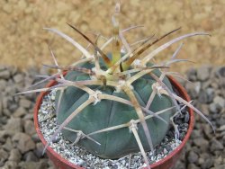 Gymnocalycium armatum , 5,5 cm květináč - 12415136