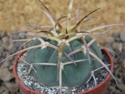 Gymnocalycium armatum , 5,5 cm květináč - 12415137