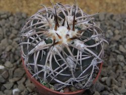 Gymnocalycium spegazzinii punillaense Tom 06-81/1 El Obelisco, 5,5 cm květináč - 12415138