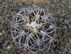 Gymnocalycium spegazzinii punillaense Tom 06-81/1 El Obelisco, 5,5 cm květináč