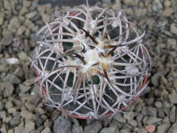 Gymnocalycium spegazzinii punillaense Tom 06-81/1 El Obelisco, 5,5 cm květináč - 12415140
