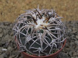 Gymnocalycium spegazzinii punillaense Tom 06-81/1 El Obelisco, 5,5 cm květináč - 12415141