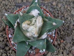 Ariocarpus retusus scapharostroides květináč 6,5 cm - 12415142