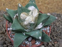 Ariocarpus retusus scapharostroides květináč 6,5 cm