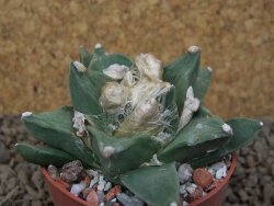 Ariocarpus retusus scapharostroides květináč 6,5 cm - 12415144