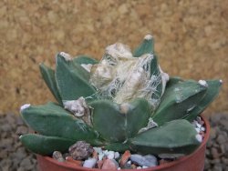 Ariocarpus retusus scapharostroides květináč 6,5 cm - 12415145